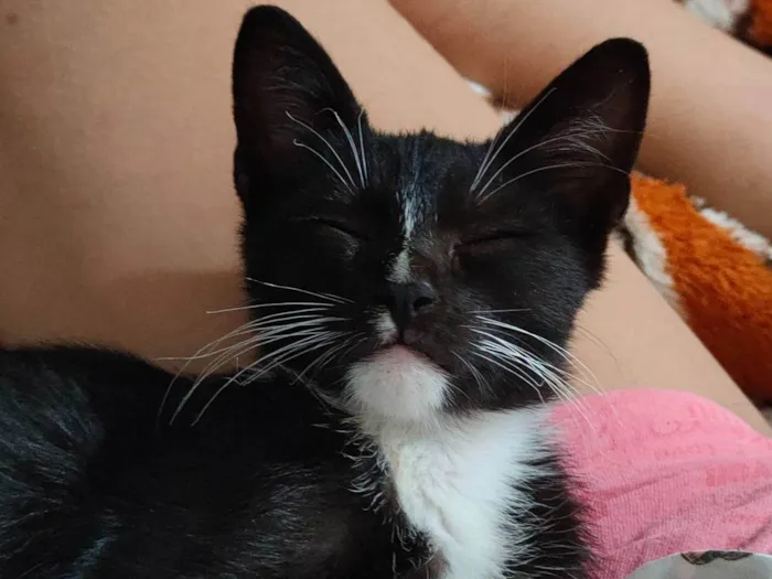 Gato ra a SRD-ViraLata idade 2 a 6 meses nome Frajola