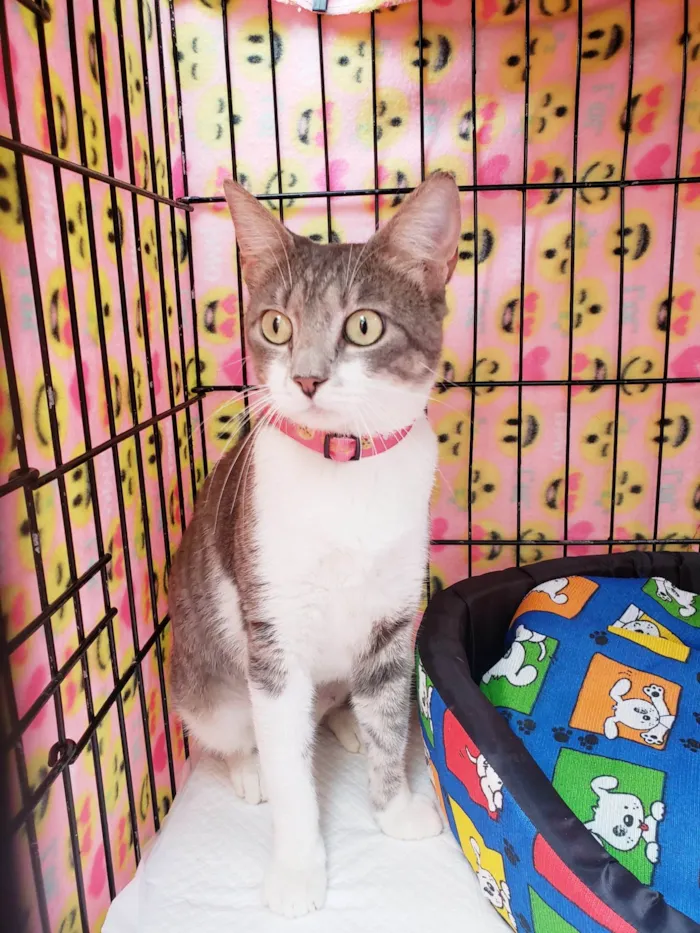 Gato raça SRD-ViraLata idade 2 anos nome Catharina