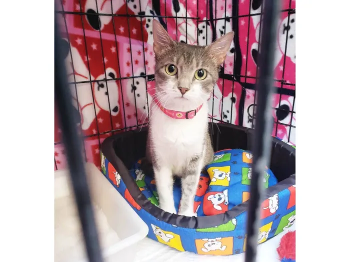 Gato raça SRD-ViraLata idade 2 anos nome Catharina