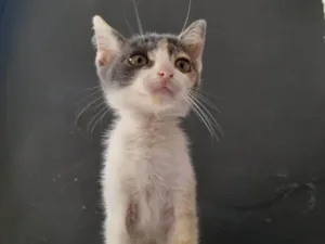 Gato raça  idade Abaixo de 2 meses nome Sem nome 