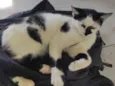 Galo e Léo