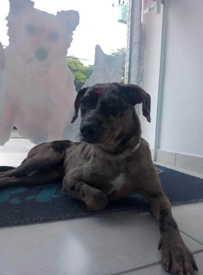 Cachorro ra a SRD idade 2 anos nome Catarina