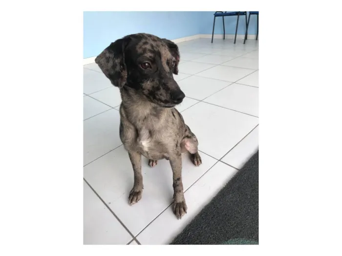 Cachorro ra a SRD idade 2 anos nome Catarina