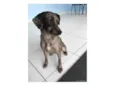 Catarina