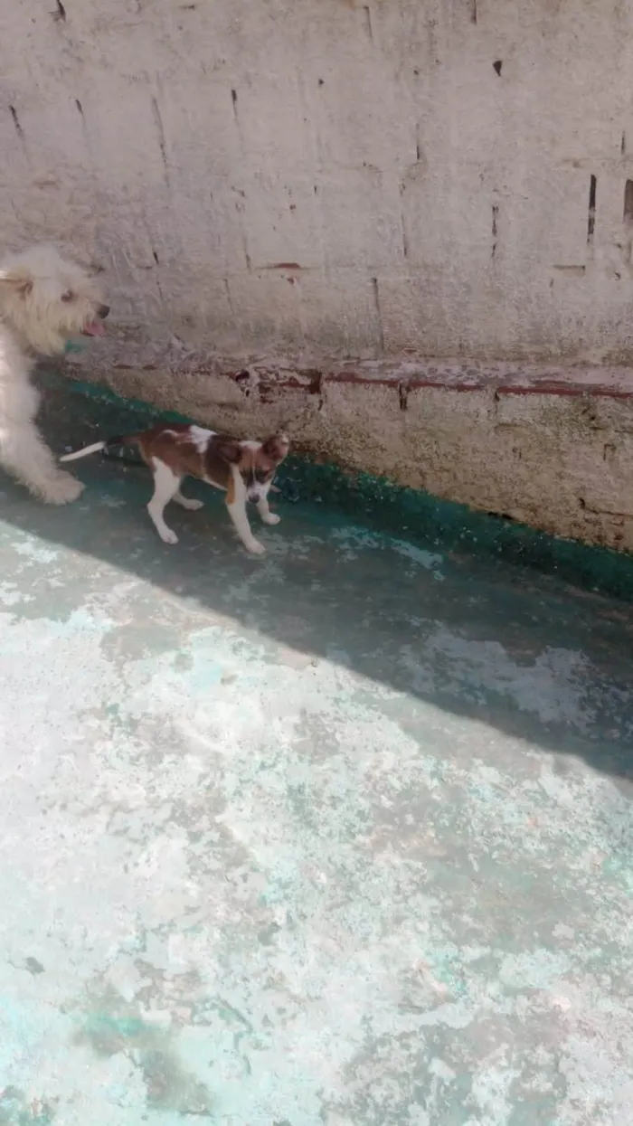 Cachorro ra a Raça indefinida  idade 2 a 6 meses nome Bela 