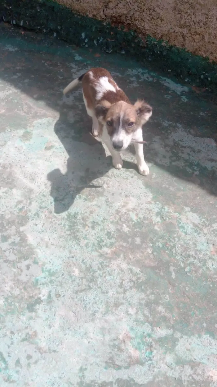 Cachorro ra a Raça indefinida  idade 2 a 6 meses nome Bela 