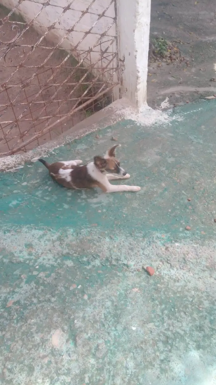 Cachorro ra a Raça indefinida  idade 2 a 6 meses nome Bela 