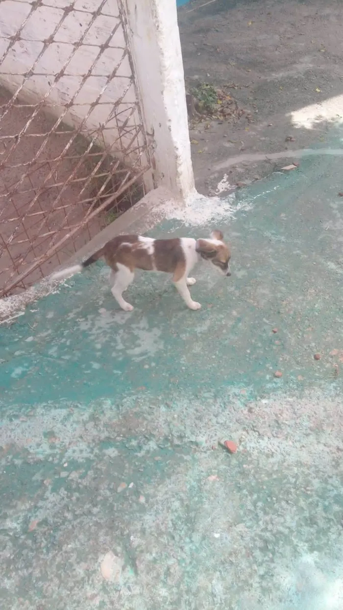 Cachorro ra a Raça indefinida  idade 2 a 6 meses nome Bela 