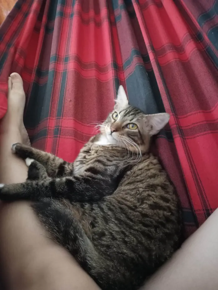 Gato ra a  idade 1 ano nome Noah (nono)