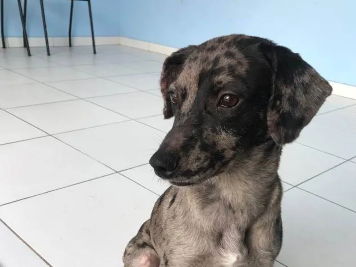 Cachorro ra a SRD idade 2 anos nome Catarina