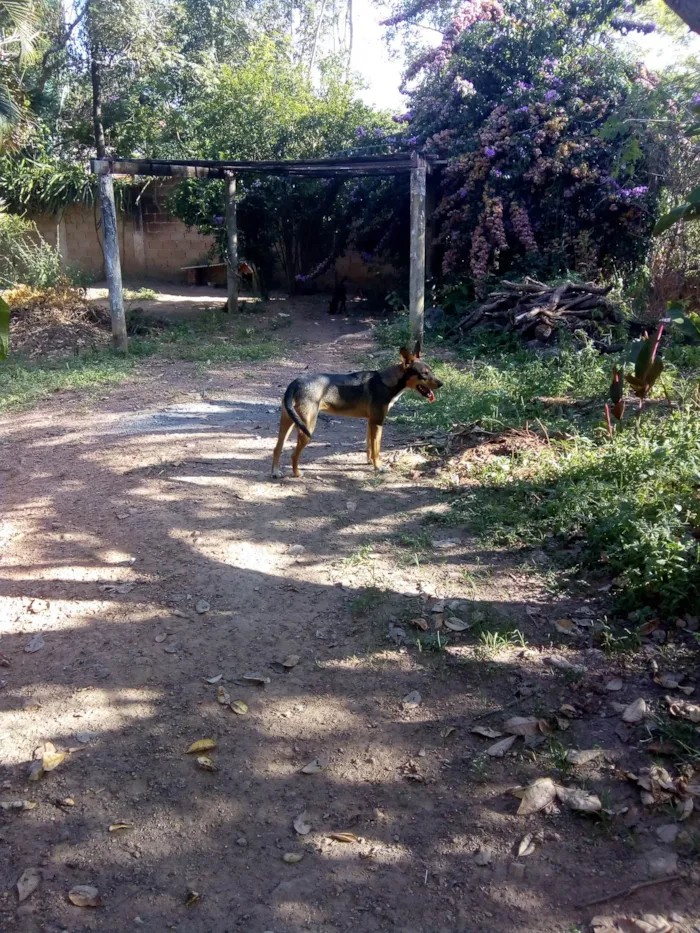 Cachorro ra a Rsd idade 1 ano nome Atena e preta 