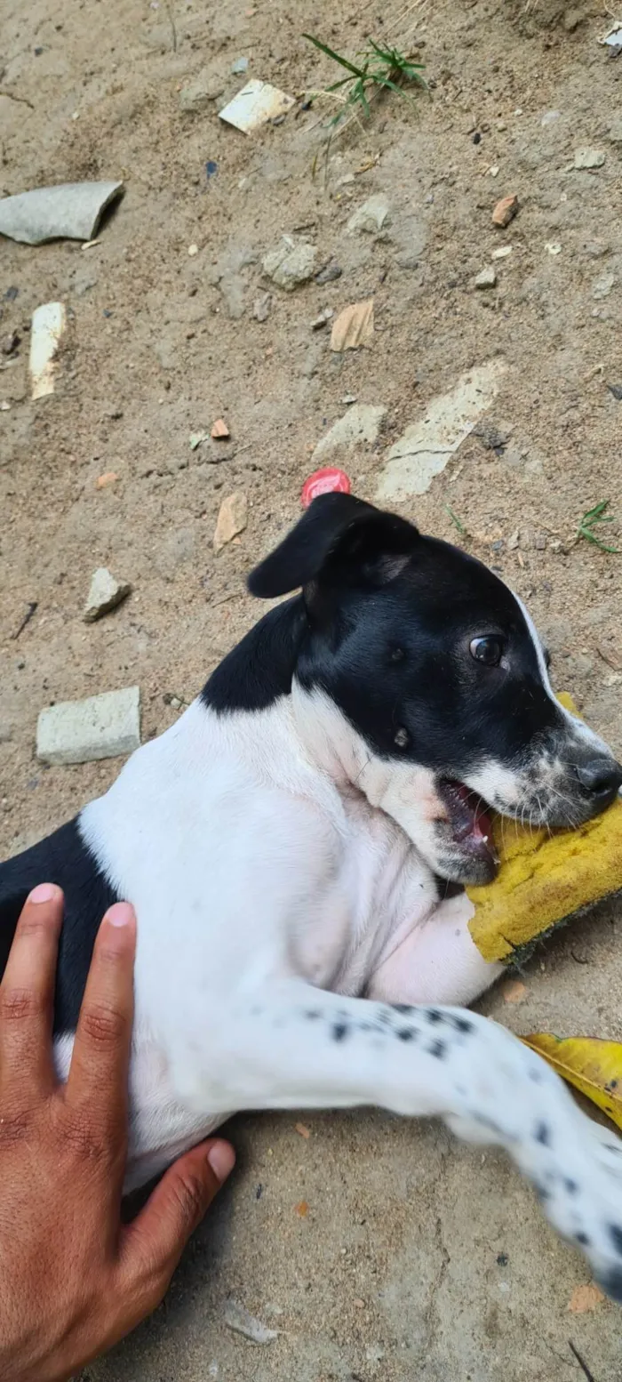 Cachorro raça SRD-ViraLata idade 2 a 6 meses nome Jade