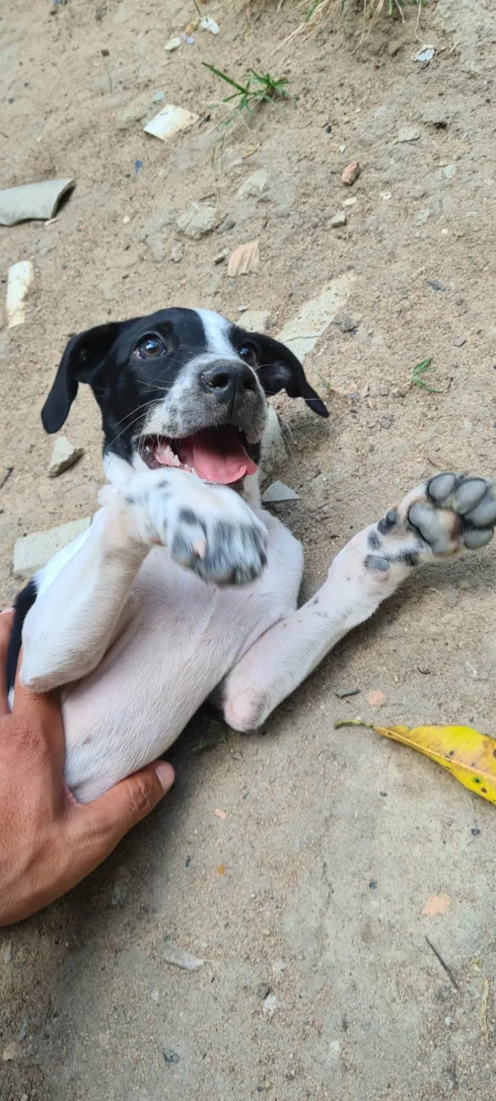 Cachorro raça SRD-ViraLata idade 2 a 6 meses nome Jade