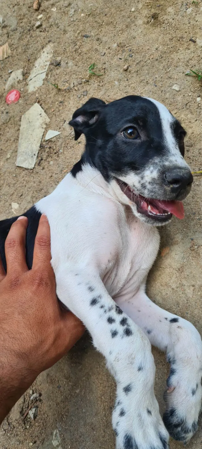 Cachorro raça SRD-ViraLata idade 2 a 6 meses nome Jade