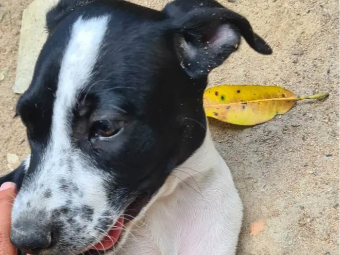 Cachorro raça SRD-ViraLata idade 2 a 6 meses nome Jade