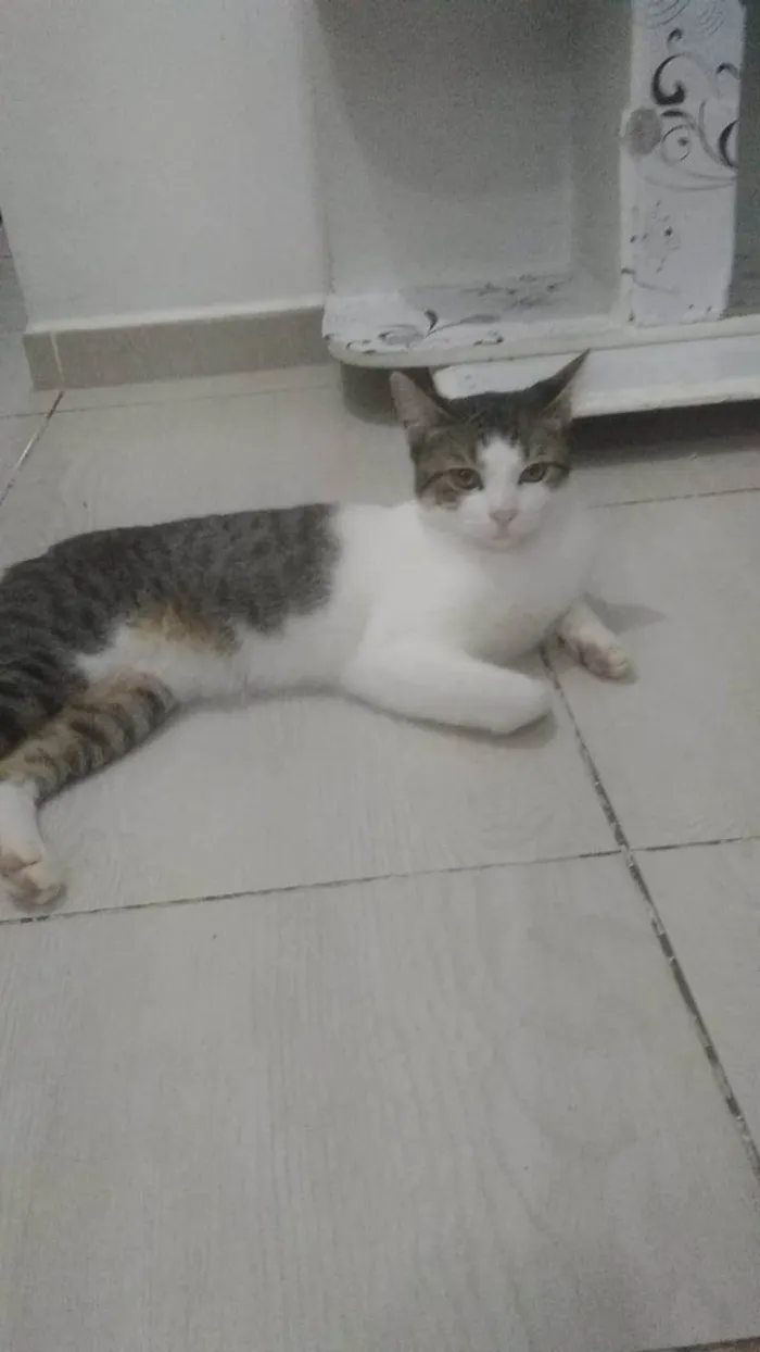 Gato ra a gato idade 7 a 11 meses nome zé ramalho 