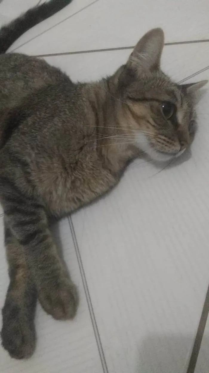 Gato ra a gato  idade 1 ano nome nega 