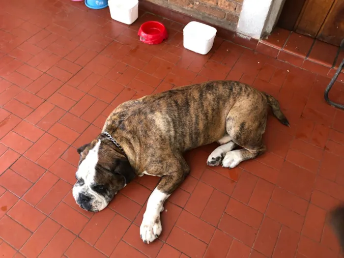 Cachorro raça Bulldog Campeiro idade 6 ou mais anos nome Pudim