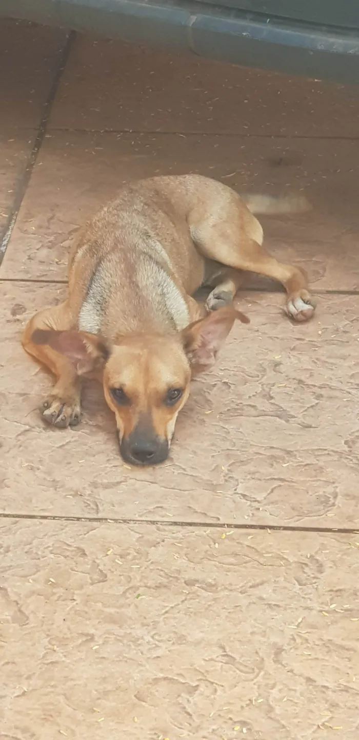 Cachorro ra a SRD-ViraLata idade 7 a 11 meses nome Davi