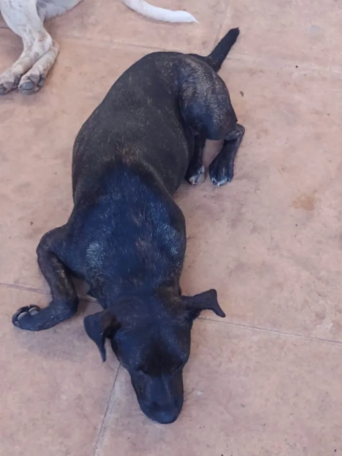 Cachorro ra a SRD-ViraLata idade 1 ano nome Pretinha