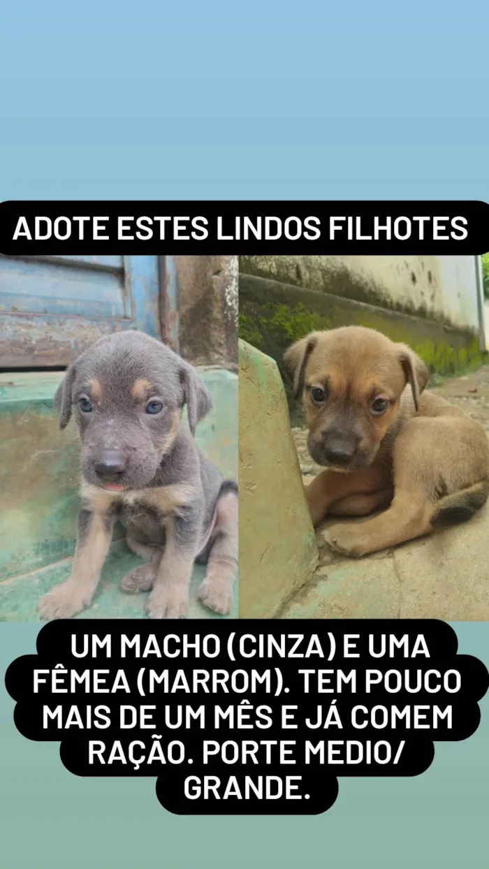 Cachorro ra a ViraLata idade Abaixo de 2 meses nome Sem nome