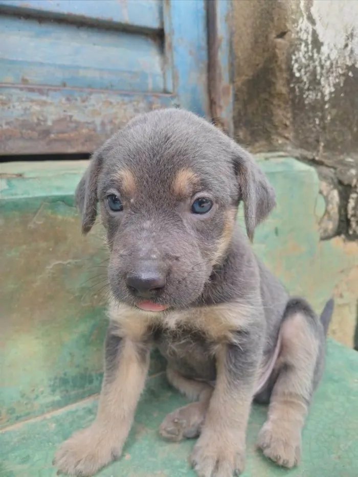 Cachorro ra a ViraLata idade Abaixo de 2 meses nome Sem nome