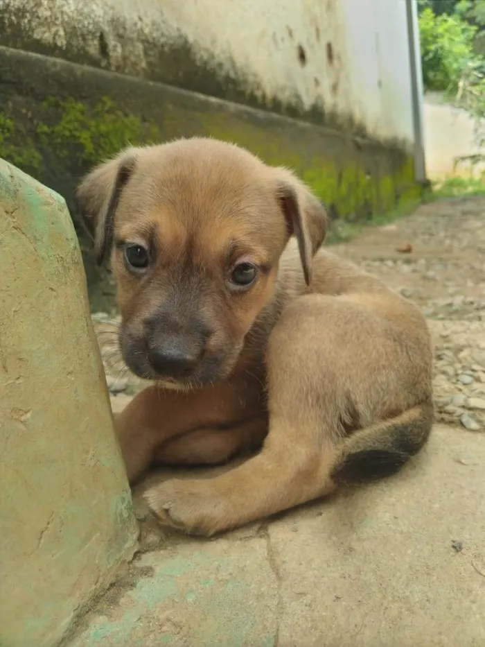Cachorro ra a ViraLata idade Abaixo de 2 meses nome Sem nome