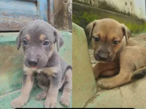 Cachorro raça ViraLata idade Abaixo de 2 meses nome Sem nome