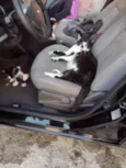 Mutuka e Godinho 