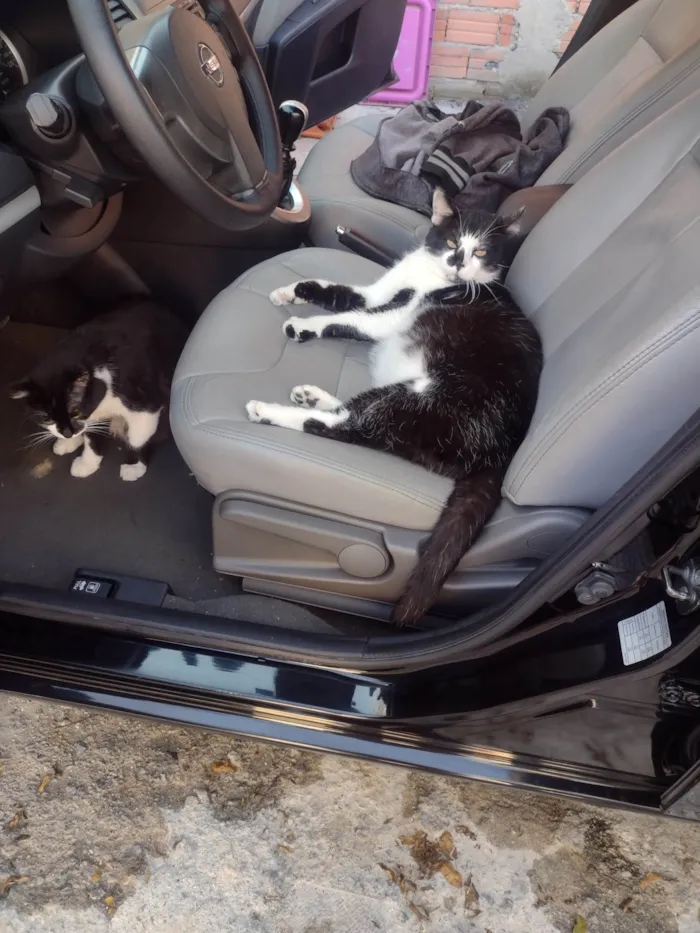 Gato raça SRD-ViraLata idade 5 anos nome Mutuka e Godinho 
