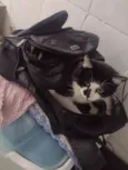 Mutuka e Godinho
