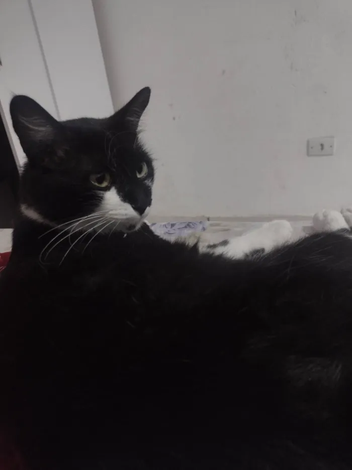 Gato raça SRD-ViraLata idade 5 anos nome Mutuka e Godinho 