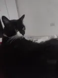 Mutuka e Godinho