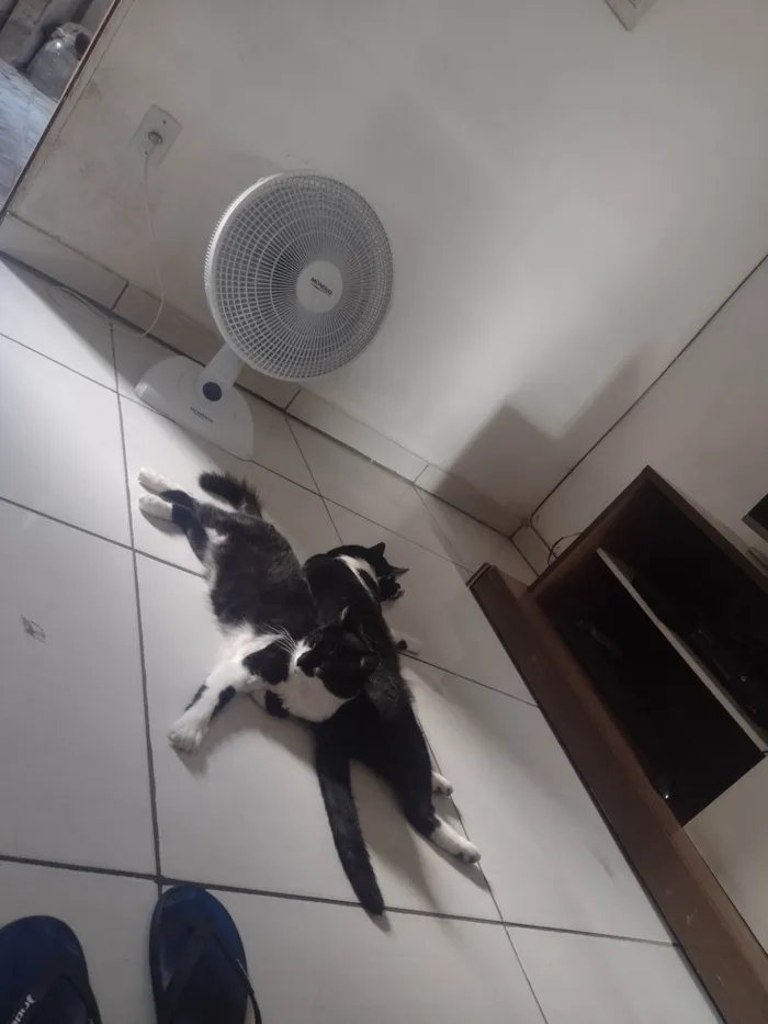 Gato raça SRD-ViraLata idade 5 anos nome Mutuka e Godinho 