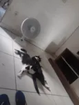Mutuka e Godinho