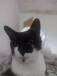 Mutuka e Godinho