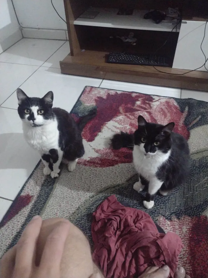 Gato raça SRD-ViraLata idade 5 anos nome Mutuka e Godinho 