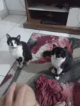 Mutuka e Godinho