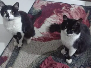 Gato raça SRD-ViraLata idade 5 anos nome Mutuka e Godinho 