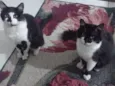 Mutuka e Godinho