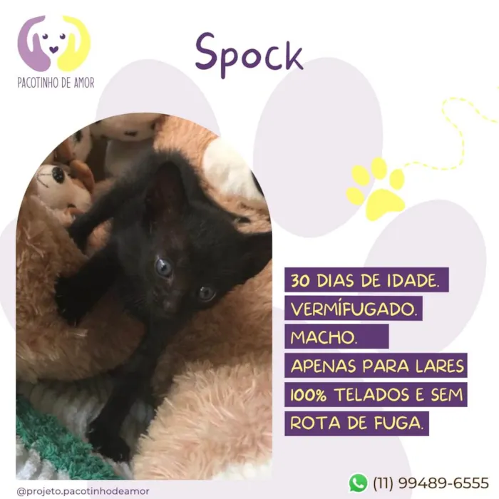 Gato raça SRD-ViraLata idade Abaixo de 2 meses nome Spock