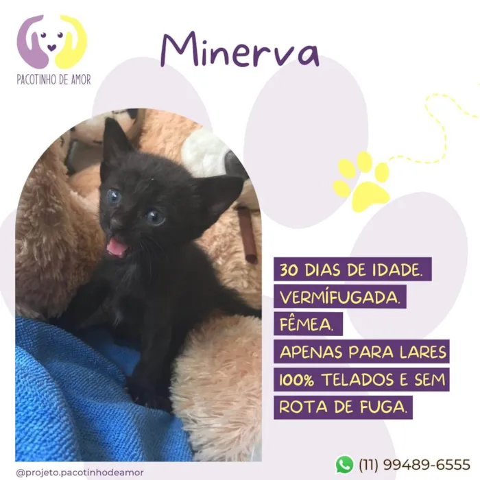 Gato raça SRD-ViraLata idade Abaixo de 2 meses nome Minerva