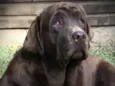 Cachorro raça Labrador idade 3 anos nome Bel