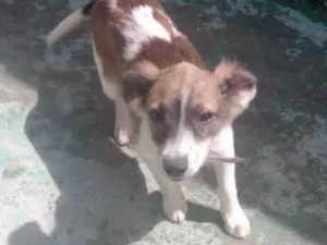 Cachorro raça Raça indefinida  idade 2 a 6 meses nome Bela 