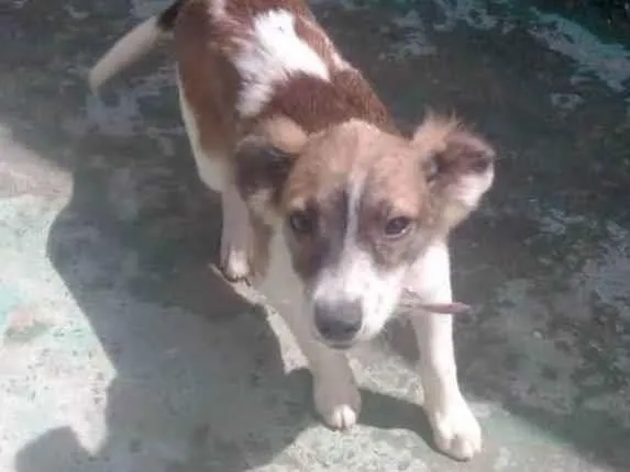 Cachorro ra a Raça indefinida  idade 2 a 6 meses nome Bela 