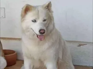 Cachorro raça Husky Siberiano idade 4 anos nome Lucy