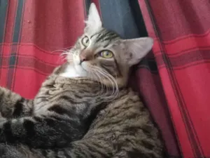 Gato raça  idade 1 ano nome Noah (nono)