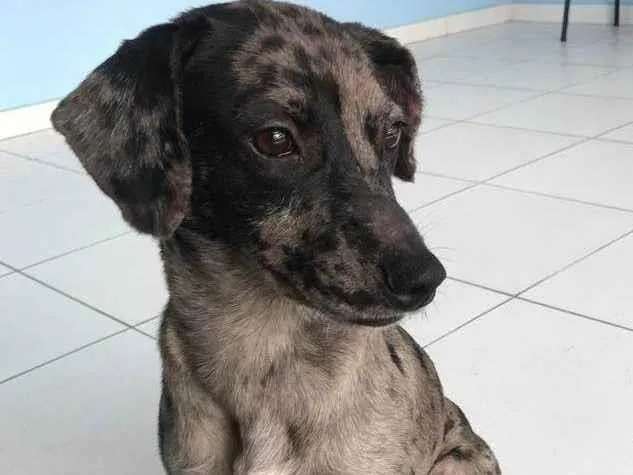 Cachorro ra a SRD idade 2 anos nome Catarina