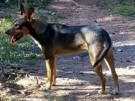 Cachorro ra a Rsd idade 1 ano nome Atena e preta 