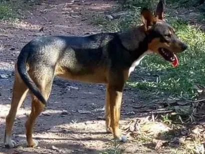 Cachorro raça Rsd idade 1 ano nome Atena e preta 